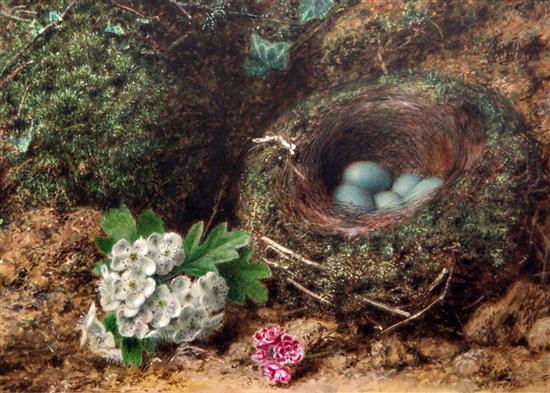 John Sherrin (1819-1896) Still life of apple blossom beside a birds nest, 6 x 8.5in.